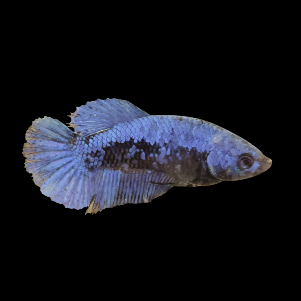 Premium Betta Female Samurai Blue 3cm - Real Aquatics
