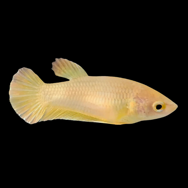 Premium Betta Female Samurai Gold 3cm - Real Aquatics