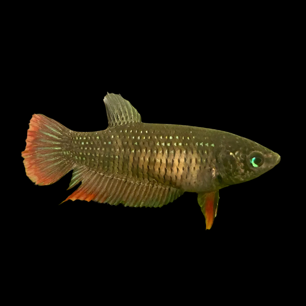 Premium Betta Female Wild Imbellis 3cm - Real Aquatics