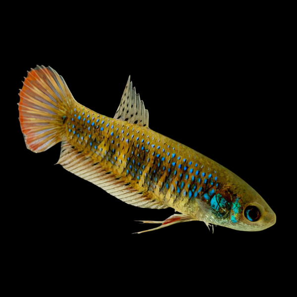 Premium Betta Female Wild Siamorientalis 3cm - Real Aquatics
