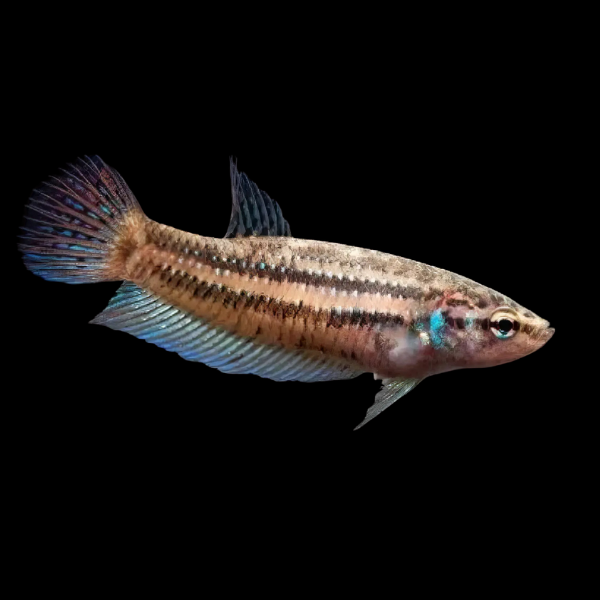 Premium Betta Female Wild Splenden 3cm - Real Aquatics