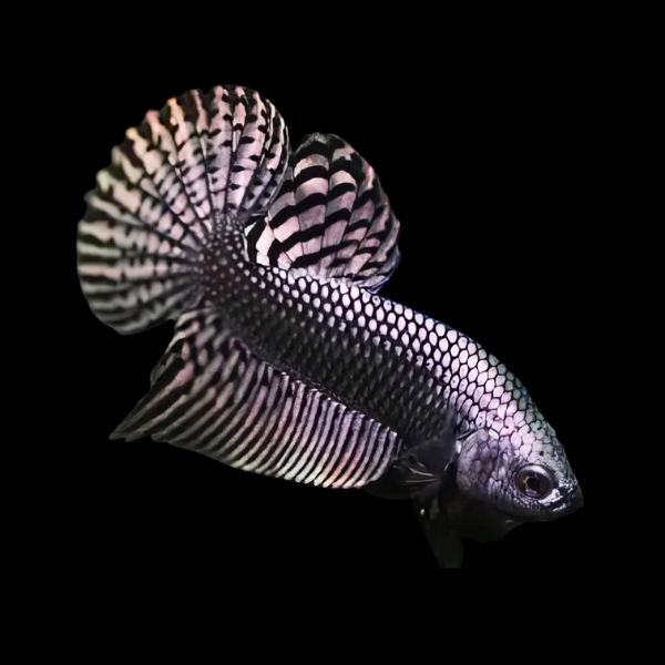 Premium Betta Male Alien Copper 3cm - Real Aquatics