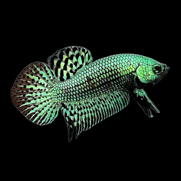 Premium Betta Male Alien Green 3cm - Real Aquatics