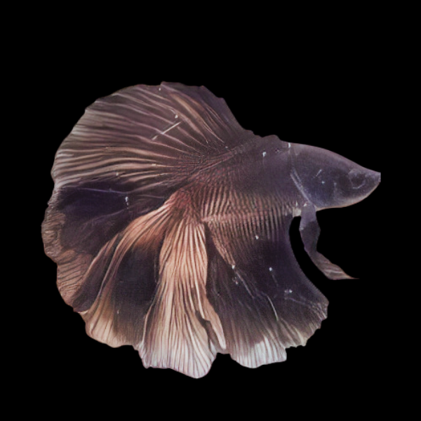 Premium Betta Male Double Tail Black Based 3cm - Real Aquatics