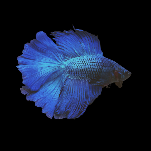Premium Betta Male Double Tail Blue Based 3cm - Real Aquatics