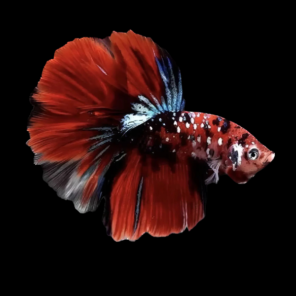 Premium Betta Male Double Tail Koi 3cm - Real Aquatics
