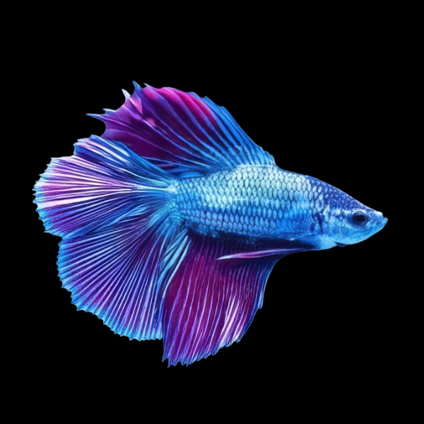 Premium Betta Female Double Tail Purple Based 3cm - Real Aquatics