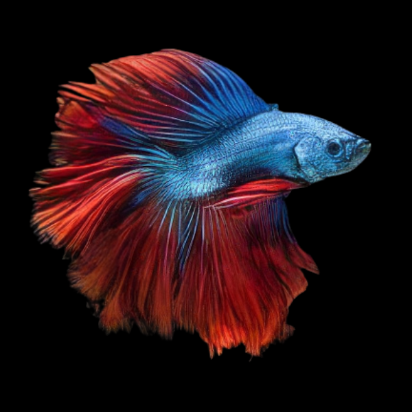 Premium Betta Male Double Tail Red & Blue Based 3cm - Real Aquatics