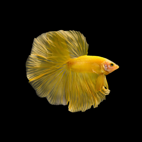 Premium Betta Male Double Tail Yellow Based 3cm - Real Aquatics