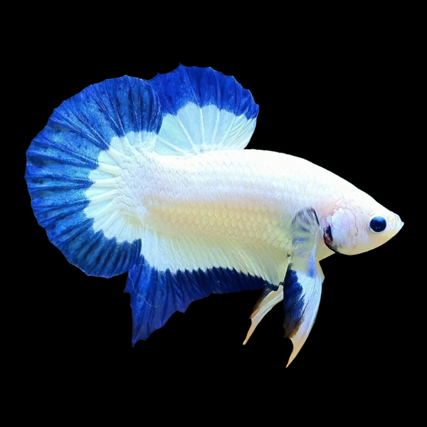 Premium Betta Male Dragon Blue Based 3cm - Real Aquatics