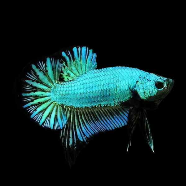 Premium Betta Male Dragon Turquoise Based 3cm - Real Aquatics