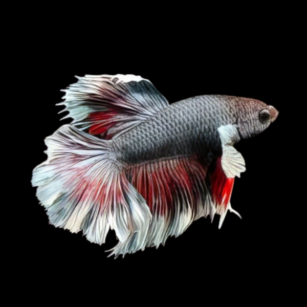 Premium Betta Male Elephant Ear Black Based 3cm - Real Aquatics