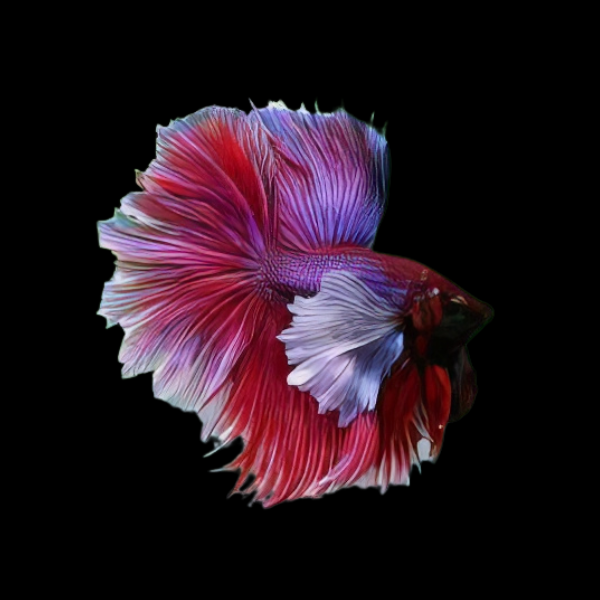 Premium Betta Male Elephant Ear Pink Based 3cm - Real Aquatics
