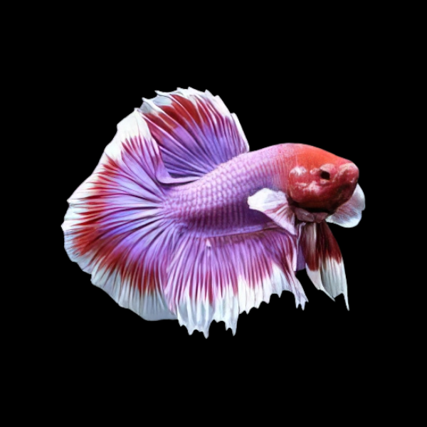 Premium Betta Male Elephant Ear Purple Based 3cm - Real Aquatics