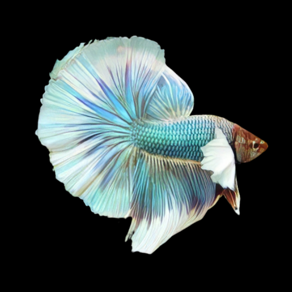 Premium Betta Male Elephant Ear Turquoise Based 3cm - Real Aquatics