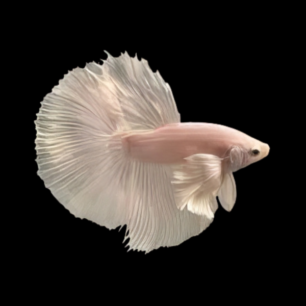 Premium Betta Male Elephant Ear White Based 3cm - Real Aquatics