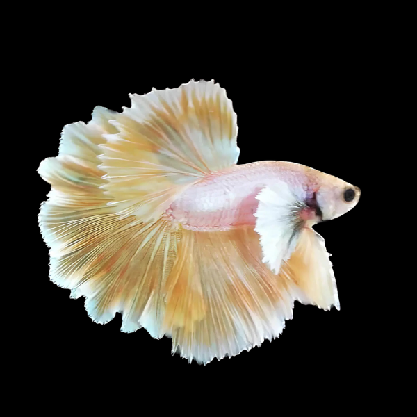 Premium Betta Male Elephant Ear Yellow Based 3cm - Real Aquatics