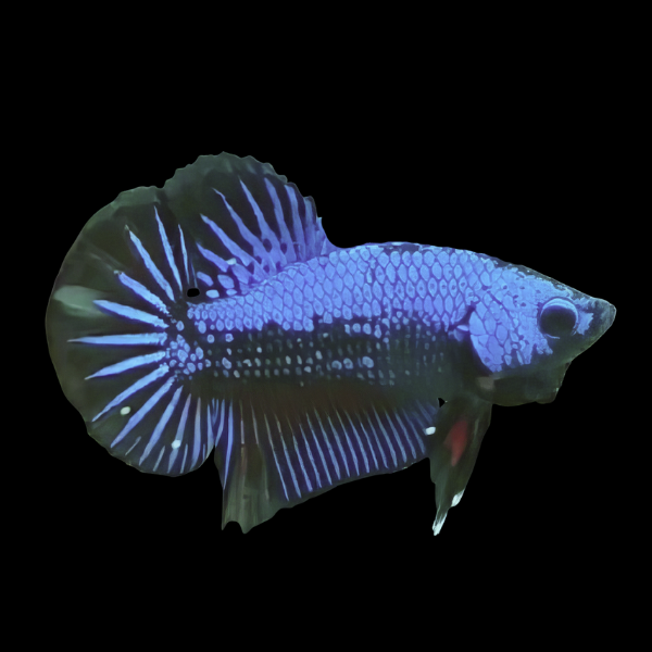 Premium Betta Male Samurai Blue 3cm - Real Aquatics