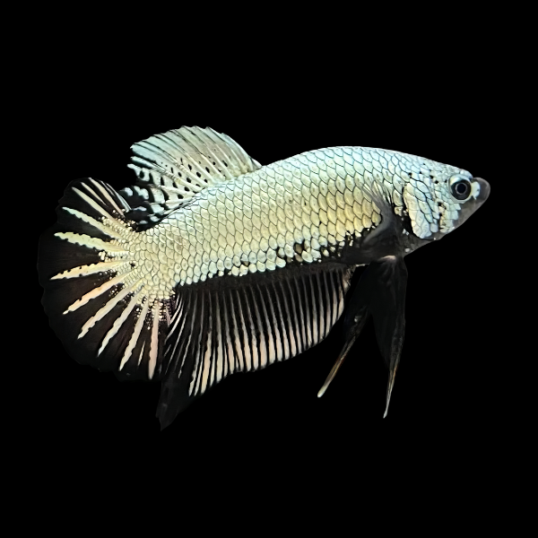 Premium Betta Male Samurai White 3cm - Real Aquatics