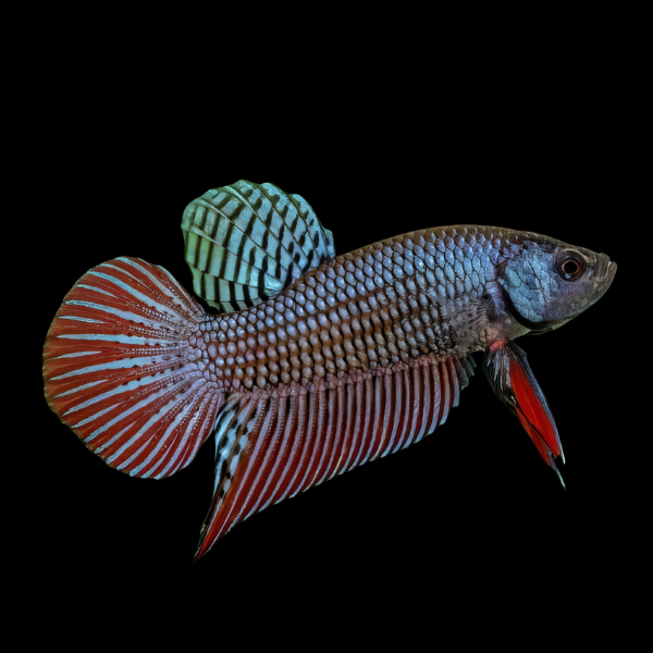 Premium Betta Male Wild Splenden 3cm - Real Aquatics