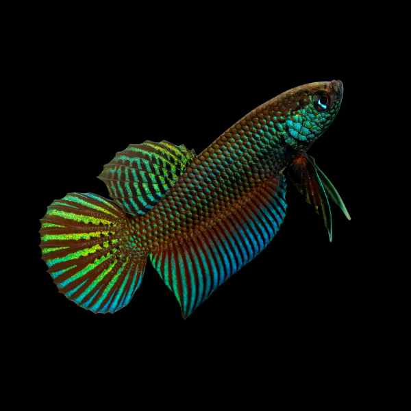 Premium Betta Male Wild Stiktos 3cm - Real Aquatics