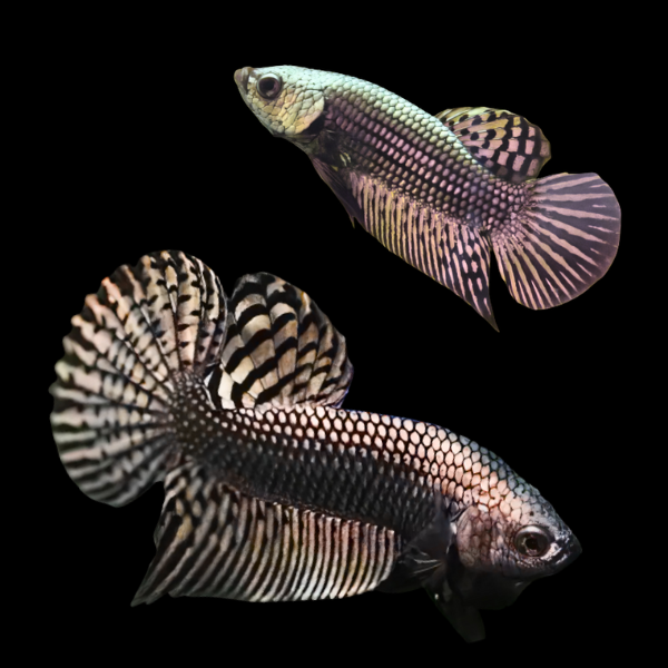 Premium Betta Pair Male & Female Alien Copper 3cm - Real Aquatics