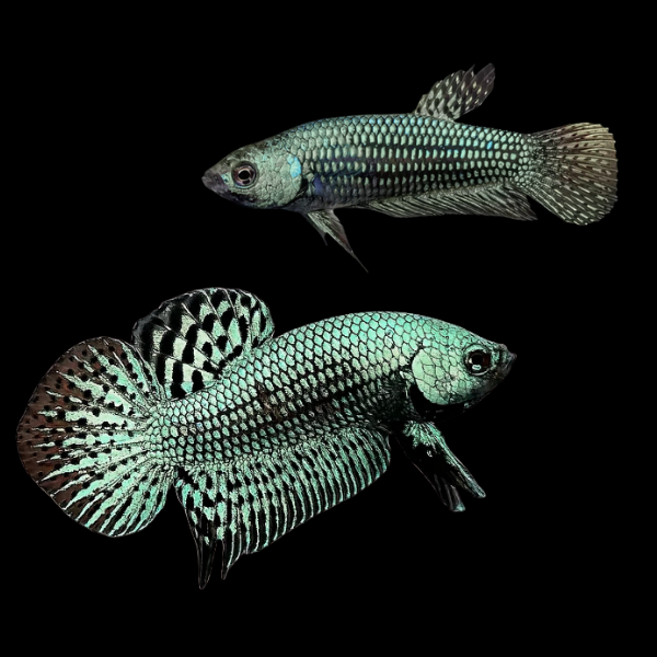 Premium Betta Pair Male & Female Alien Green 3cm - Real Aquatics