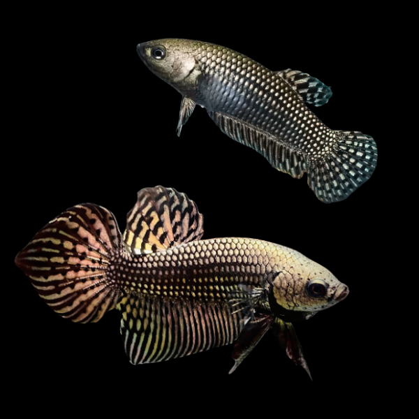 Premium Betta Pair Male & Female Alien Metallic 3cm - Real Aquatics