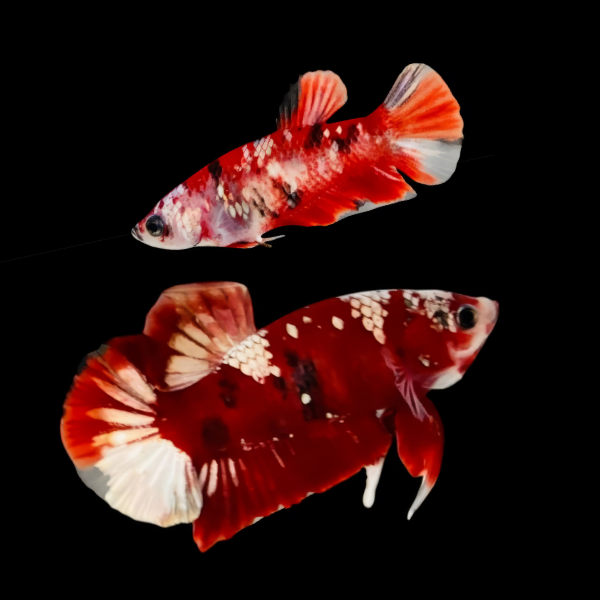 Premium Betta Pair Male & Female Dragon Galaxy 3cm - Real Aquatics