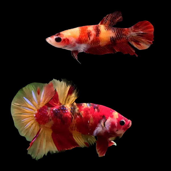 Premium Betta Pair Male & Female Dragon Nemo 3cm - Real Aquatics