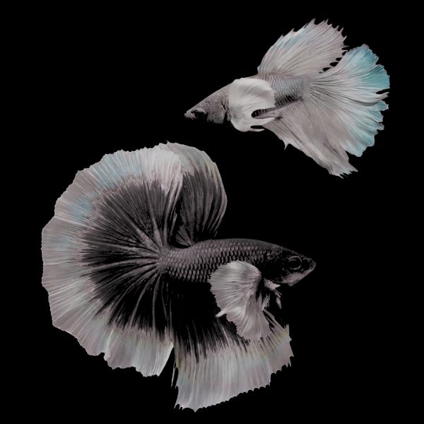 Premium Betta Pair Male & Female Elephant Ear Black Based 3cm - Real Aquatics