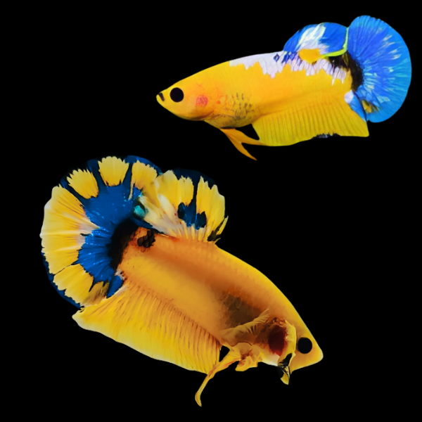 Premium Betta Pair Male & Female Hellboy Blue & Yellow 3cm - Real Aquatics