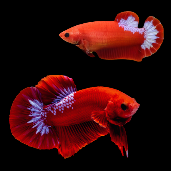 Premium Betta Pair Male & Female Hellboy Red 3cm - Real Aquatics