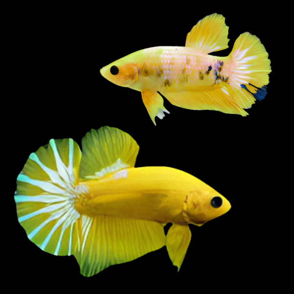 Premium Betta Pair Male & Female Hellboy Yellow 3cm - Real Aquatics
