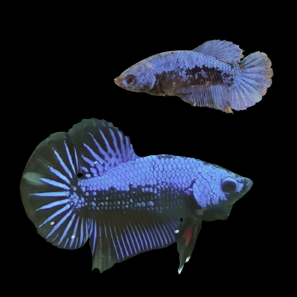 Premium Betta Pair Male & Female Samurai Blue 3cm - Real Aquatics