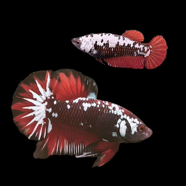 Premium Betta Pair Male & Female Samurai Red 3cm - Real Aquatics