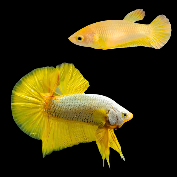 Premium Betta Pair Male & Female Samurai Gold 3cm - Real Aquatics