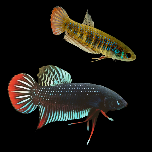 Premium Betta Pair Male & Female Wild Siamorientalis 3cm - Real Aquatics