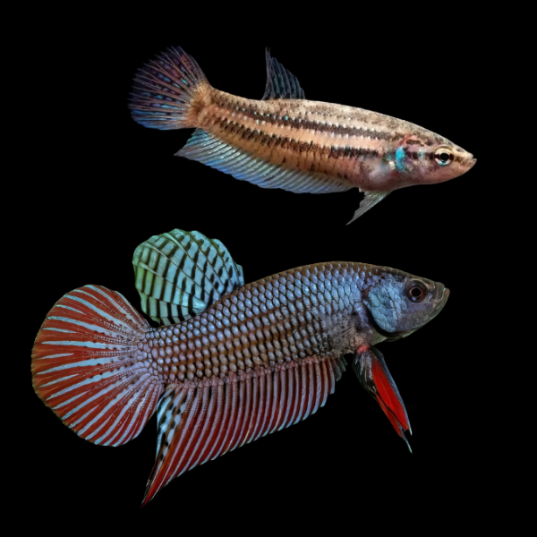 Premium Betta Pair Male & Female Wild Splenden 3cm - Real Aquatics