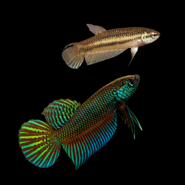 Premium Betta Pair Male & Female Wild Stiktos 3cm - Real Aquatics