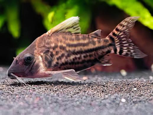 Pretty Corydoras Pulcher 4cm Catfish - Real Aquatics