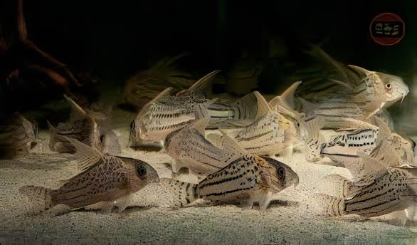 Pretty Corydoras Pulcher 4cm Catfish - Real Aquatics