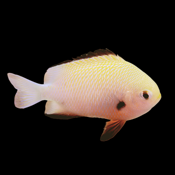 Pretty Damsel Dascyllus Marginatus - Real Aquatics
