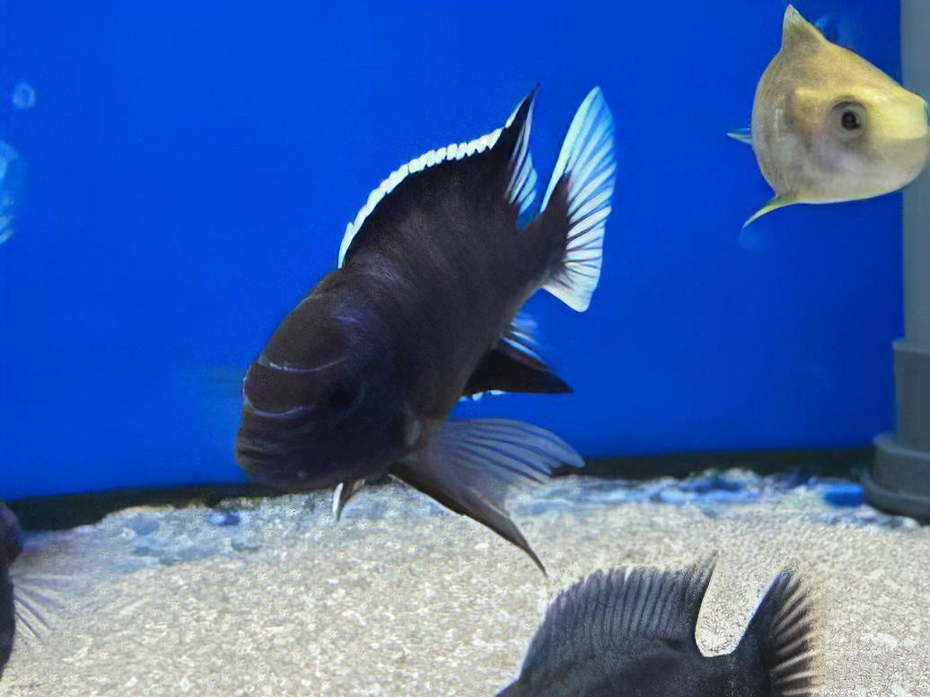 Pseudotropheus Acei White Tail Malawi African Cichlid - Real Aquatics
