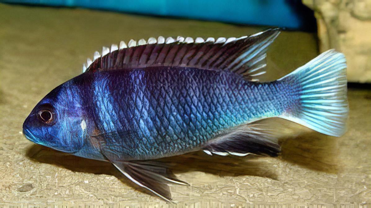 Pseudotropheus Acei White Tail Malawi African Cichlid - Real Aquatics