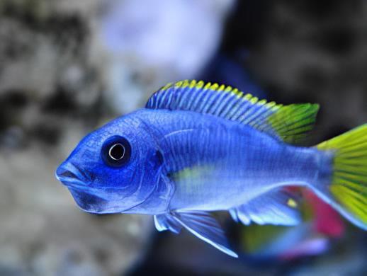 Pseudotropheus Acei Yellow Tail Malawi African Cichlid - Real Aquatics