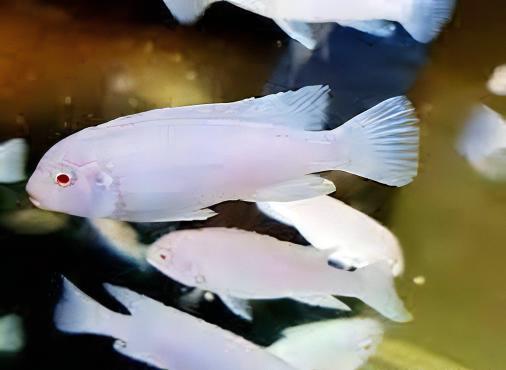 Pseudotropheus Albino Pindani Malawi African Cichlid - Real Aquatics