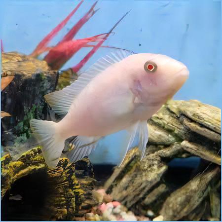 Pseudotropheus Albino Pindani Malawi African Cichlid - Real Aquatics
