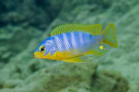 Pseudotropheus Aurora Malawi African Cichlid - Real Aquatics