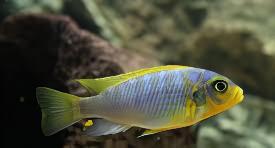 Pseudotropheus Aurora Malawi African Cichlid - Real Aquatics